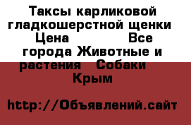 Таксы карликовой гладкошерстной щенки › Цена ­ 20 000 - Все города Животные и растения » Собаки   . Крым